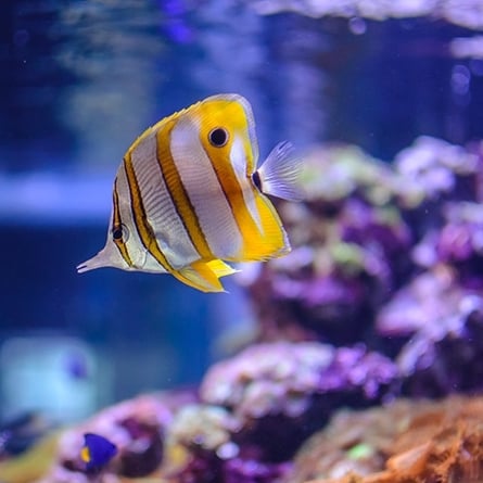 Imagen de peces tropicales nadando en un acuario